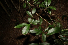 Planchonella australis