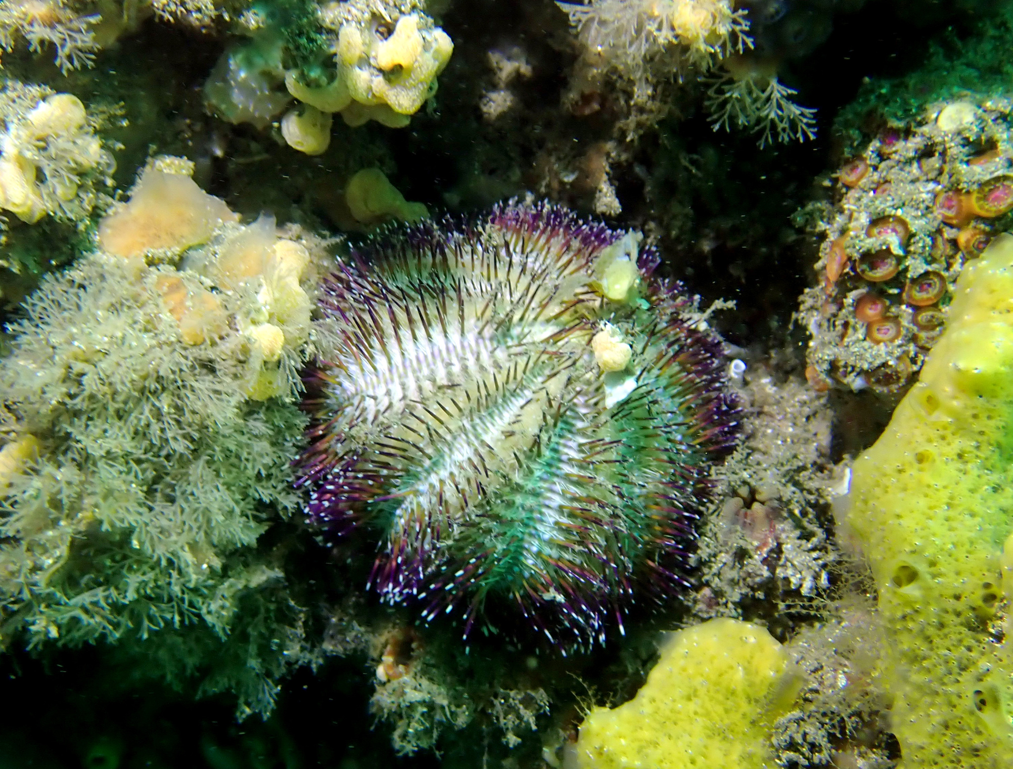 Temnopleurus alexandri