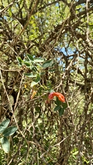 Dolichandra cynanchoides