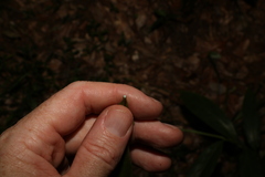 Planchonella australis
