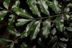 Dysoxylum fraserianum
