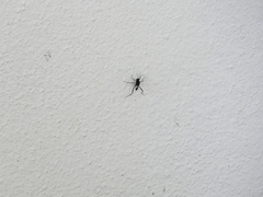 Evania appendigaster