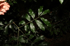 Dysoxylum fraserianum