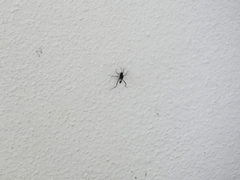 Evania appendigaster