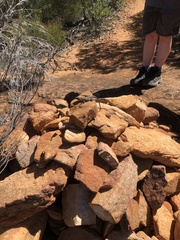 Ctenophorus modestus