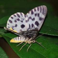 Dysphania malayanus