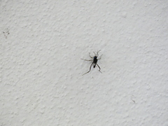 Evania appendigaster