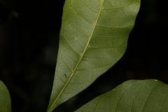 Dysoxylum fraserianum