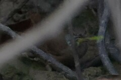 Cantorchilus leucotis