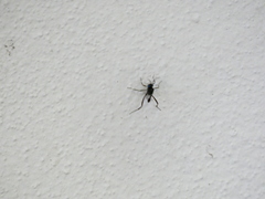 Evania appendigaster