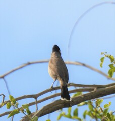 Pycnonotus leucotis