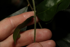 Dysoxylum fraserianum
