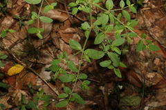Nyssanthes diffusa