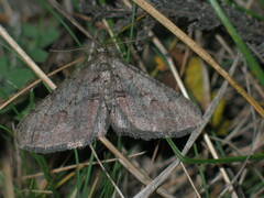 Agriopis bajaria