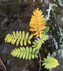 Pleopeltis polypodioides