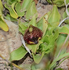 Satyrium pumilum
