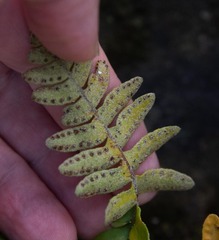 Pleopeltis polypodioides