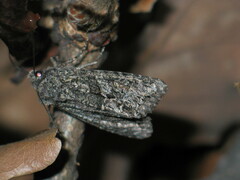 Dryobotodes monochroma