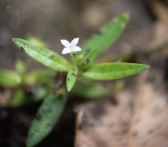 Oldenlandia corymbosa