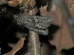 Dryobotodes monochroma