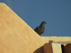 Columba livia domestica
