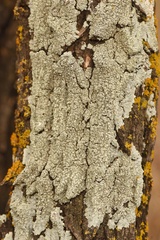 Dirinaria picta