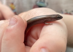 Calyptotis scutirostrum