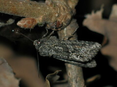 Dryobotodes monochroma