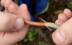 Calyptotis scutirostrum