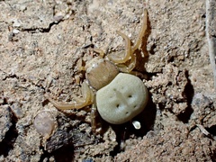 Cymbacha cerea