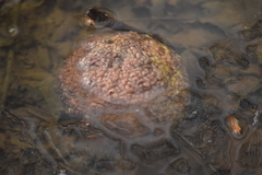 Pectinatella magnifica