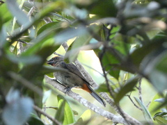 Melopyrrha violacea