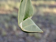 Cymbacha cerea