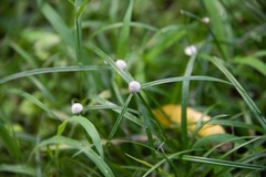 Cyperus mindorensis