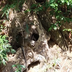 Macaca fascicularis philippensis