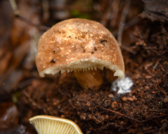 Lactifluus clarkeae
