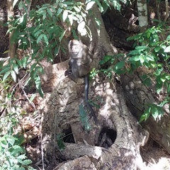 Macaca fascicularis philippensis