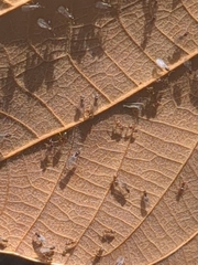 Brachymyrmex obscurior