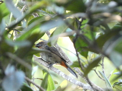 Melopyrrha violacea