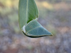 Cymbacha cerea
