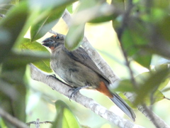 Melopyrrha violacea
