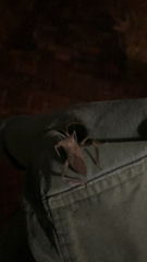 Acanthocephala declivis