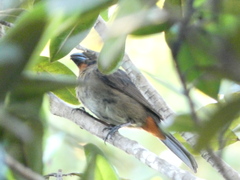 Melopyrrha violacea