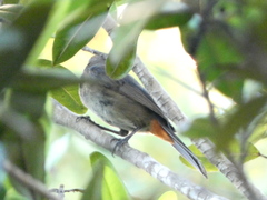 Melopyrrha violacea