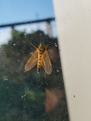 Rhagio