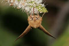 Heliothis peltigera