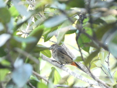 Melopyrrha violacea