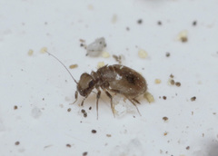 Lepinotus patruelis