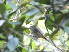 Melopyrrha violacea