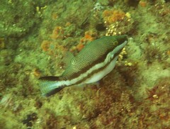 Canthigaster callisterna
